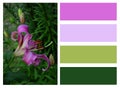 Collage of purple lilies and colored rectangles Royalty Free Stock Photo