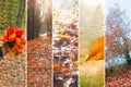 Collage with rainy views of autumn. Royalty Free Stock Photo