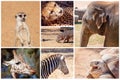 A Collage Of Rare And Interesting Animals Royalty Free Stock Photo