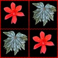 Collage of red Christmas Lilies and Begonia leaves Royalty Free Stock Photo