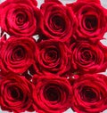 Collage of red roses. Bouquet of fresh roses, flower bright background. A close up macro shot of a red rose. Flower shop Royalty Free Stock Photo