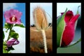 Flower collage