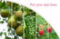 Collage. Ripe pears on a tree branch, green grapes and ripe red raspberries closeup in the ground. Hello summer