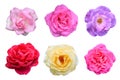 Collage of Roses flowers (Rosa multiflora) is isolated white background