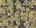 COLLAGE - SAMBUCUS CAERULEA BLOOM - RED ROCK CP MRCA - 050821 B