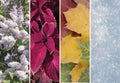 Collage of scenes of the four seasons