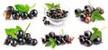 Collage set Berries black currant with green leaf Fresh Royalty Free Stock Photo