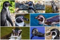 A collage of photos  a Humboldt penguin Spheniscus humboldti Royalty Free Stock Photo