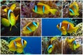 Collage - set of Nemo fish - Tropical clown fish