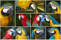 Collage - set of Parrot Blue and Red Macaw