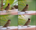 Collage set of Scaly-breasted Munia bird in brown color Royalty Free Stock Photo