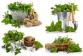 Collage set Spicy herbs in basket Gardening farming Still life