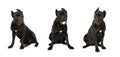 Collage set of three Cane Corso dog looking at the camera Royalty Free Stock Photo
