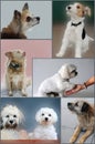 Collage with seven small dogs Royalty Free Stock Photo