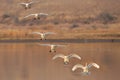 Collage of several frames of a landing of a swan