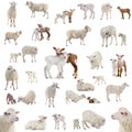 Collage of sheep in various situations isolated on a white