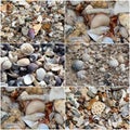 Collage of shells washed up on the sandy shore at Hutt's beach near Bunbury western Australia on a fine sunny winter morning.