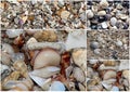 Collage of shells washed up on the sandy shore at Hutt's beach near Bunbury western Australia on a fine sunny winter morning.