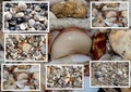 Collage of shells washed up on the sandy shore at Hutt's beach near Bunbury western Australia Royalty Free Stock Photo