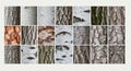 Collage showcasing various tree bark textures Royalty Free Stock Photo