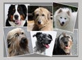 Collage with six big dogs Royalty Free Stock Photo