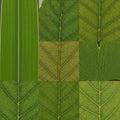 Different leaf textures showcases a variety of vein patterns and Royalty Free Stock Photo