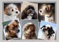 Collage with six little dogs Royalty Free Stock Photo