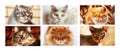 Collage of six portraits of different pedigree cats. Royalty Free Stock Photo