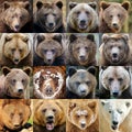 Collage of sixteen photos a Bear portrait