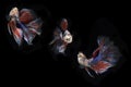 Collage Small Colorful Betta fish, at Black background Royalty Free Stock Photo