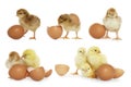 Collage with small cute baby chickens and eggs isolated on white Royalty Free Stock Photo