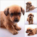 Collage of small cute dachshund puppy