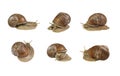 A collage of snails in different poses on white background Royalty Free Stock Photo
