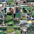 Collage of some wild animals Royalty Free Stock Photo