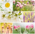 Collage of spring flowers Royalty Free Stock Photo