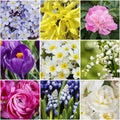 Collage with spring flowers Royalty Free Stock Photo