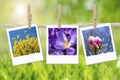 Collage spring time background template Royalty Free Stock Photo