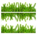 Collage of spruce branch isolated on white background. Green fir. Christmas tree Royalty Free Stock Photo