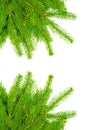 Collage of spruce branch isolated on white background. Green fir. Christmas tree Royalty Free Stock Photo
