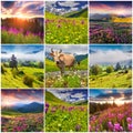 Collage with 9 square summer landscapes. Royalty Free Stock Photo