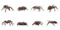 Collage of striped knee tarantula Aphonopelma seemanni on background