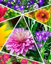 Collage of summer gardens, flower beds and flowers