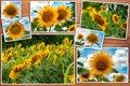 Collage of sunflowers, blue sky, field of sunflowers. Royalty Free Stock Photo