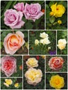 Collage of ten garden roses with blossoms in various colours and foliage