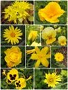 collage of ten yellow garden flowers: pansies, lily, rose, marigold, californian poppy Royalty Free Stock Photo