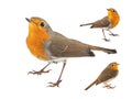 Collage of three European robin, Erithacus rubecula, isolated on a white background Royalty Free Stock Photo