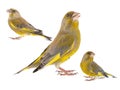 Collage of three Greenfinch isolated on a white background. Carduelis chloris