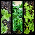 Collage of herbal plants in garden