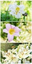 A collage of three photos with flowers of lilies. Royalty Free Stock Photo