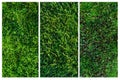 Collage of three types of moss.